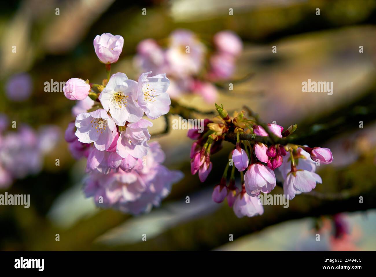 Cherry Blossoms and Buds. Pink Cherry blossoms with a blue sky and soft background. Stock Photo