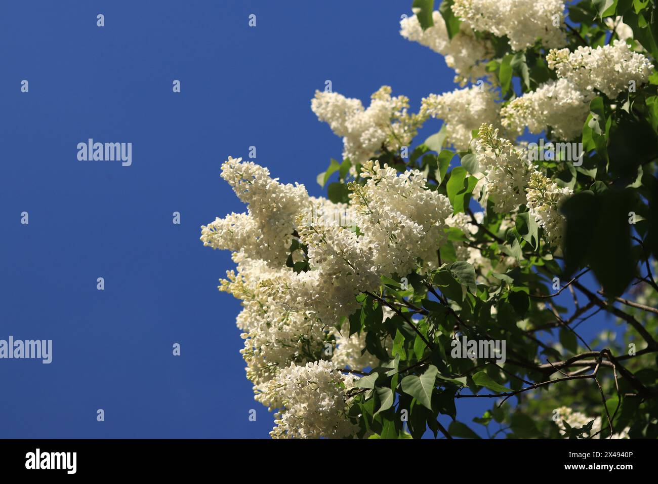 White lilac flowers against a blue sky. Flowers close-up, inflorescence. Lilac blossom on a sunny day in the park. Lilac bush in full bloom. Beautiful Stock Photo