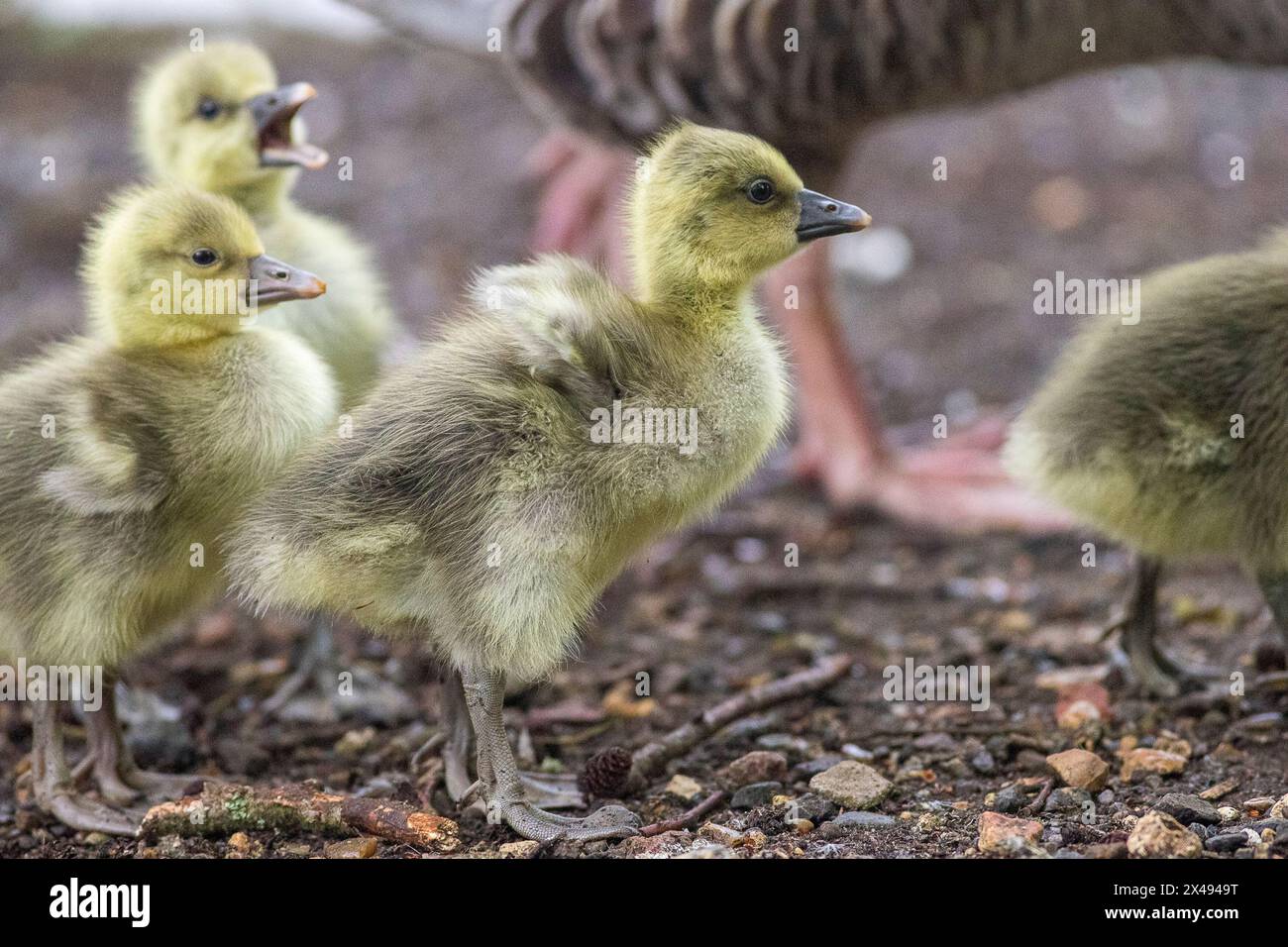 Guildford, UK. 01st May, 2024. Brittens Pond, Worplesdon. 01st May 2024. Foggy weather across the Home Counties this morning. Brent goslings at Brittens Pond in Worpleson, near Guildford, in Surrey. Credit: james jagger/Alamy Live News Stock Photo