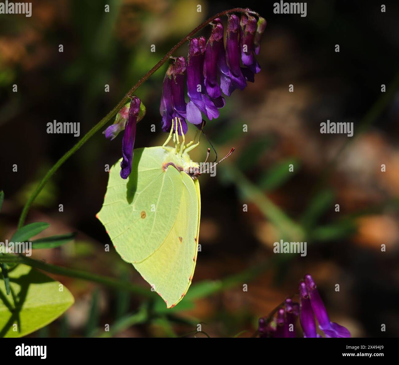 A Brimstone butterfly - Gonepteryx rhamni feeds on fresh Woolly Pod Vetch - Vicia eriocarpa. Spring time, Oeiras, Portugal. Stock Photo