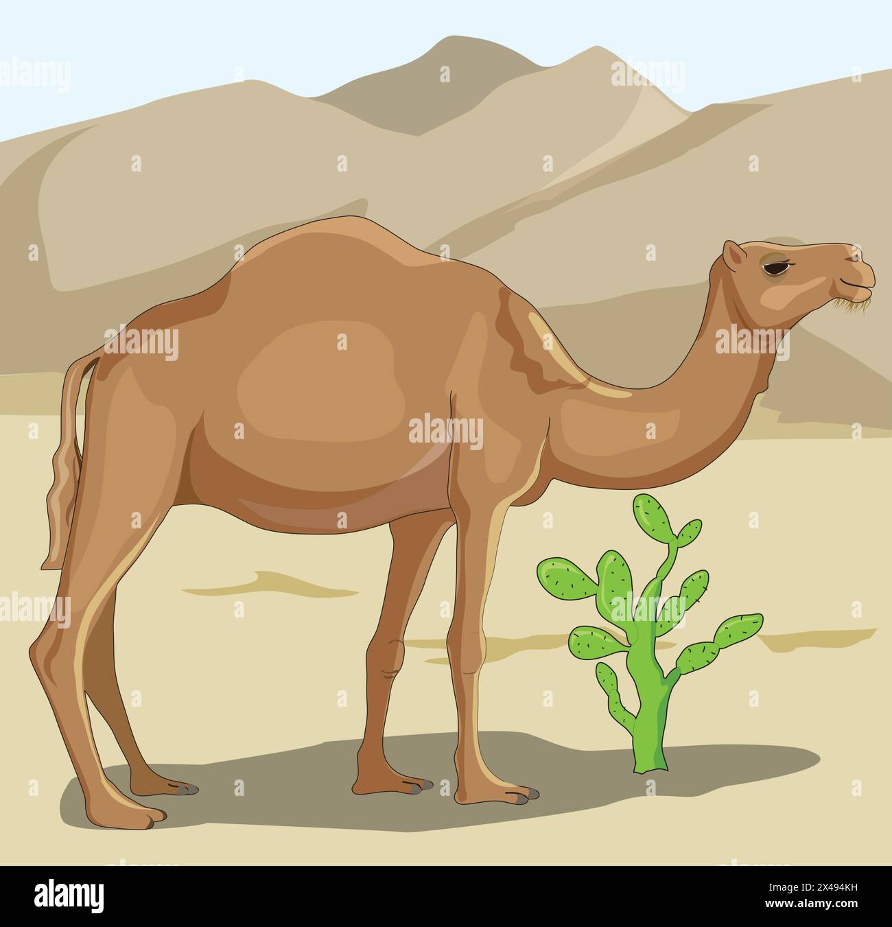 Camel standing in a desert field Stock Vector