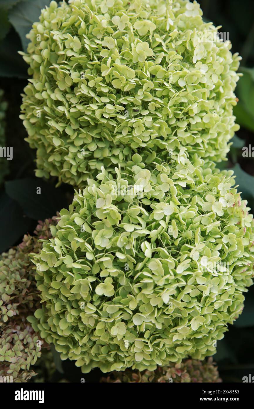 Two large round Hydrangea heads in green white. Stock Photo