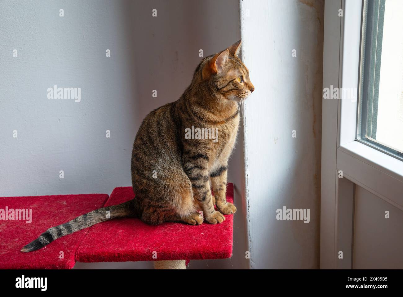 Tabby cat looking through the window. Stock Photo