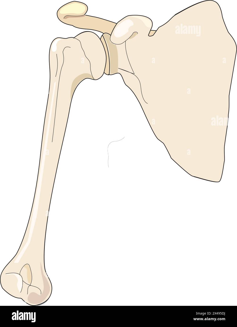 Illustration showing hip anatomy Stock Vector