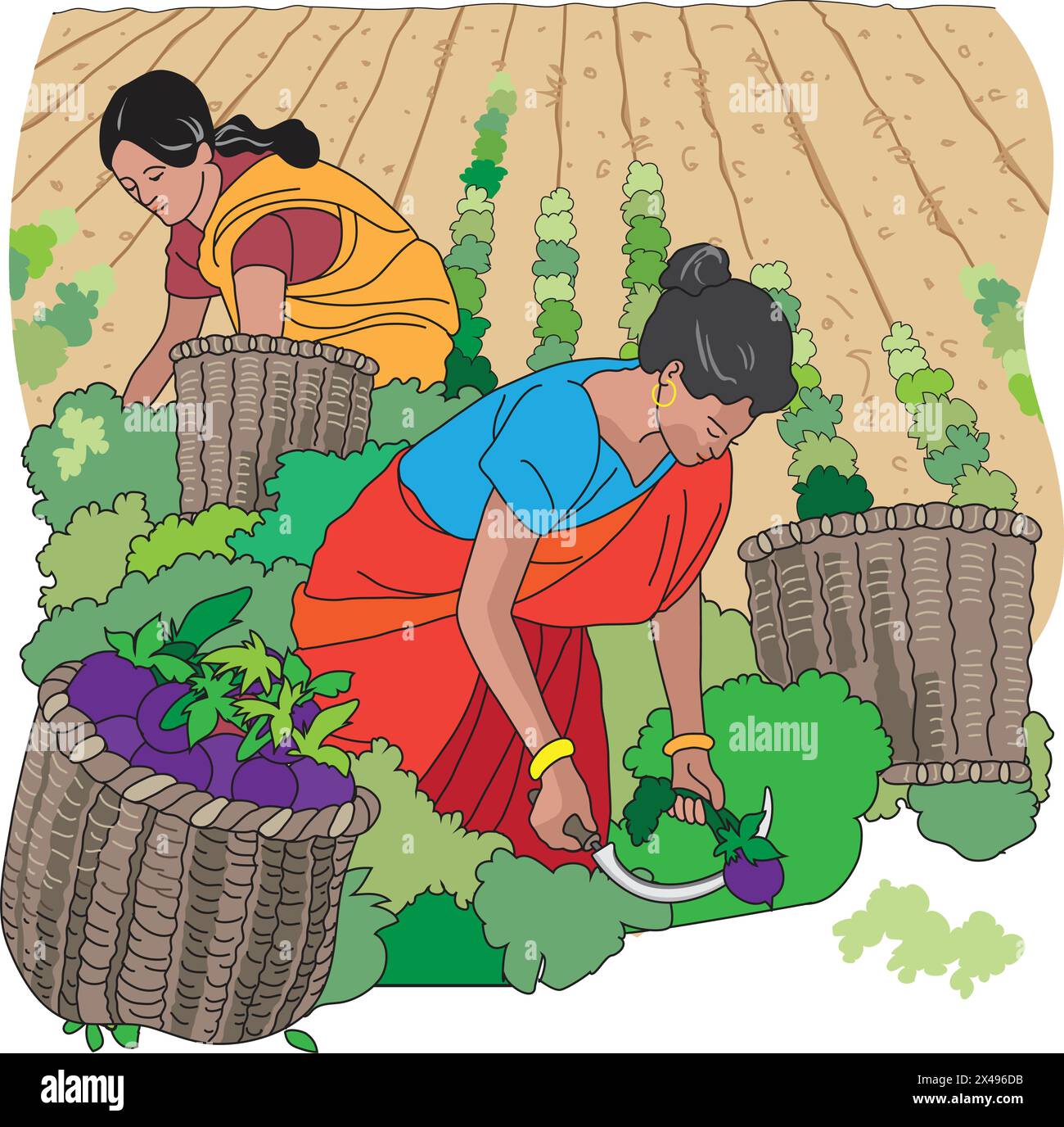 Hard working women cutting brinjals in the field Stock Vector
