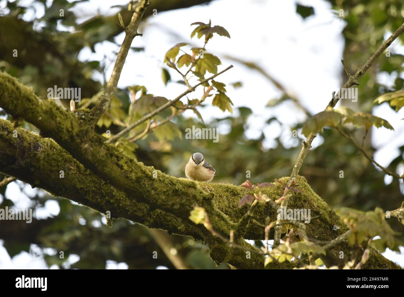 Eurasian Nuthatch (Sitta europaea) Facing Camera from a Mossy Tree Branch, Looking Downwards, against a Leafy Green Background, taken in Wales, UK Stock Photo