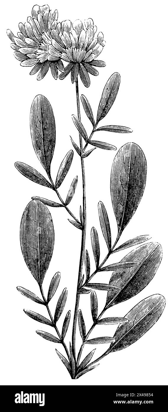 common kidneyvetch, kidney vetch, woundwort, Anthyllis vulneraria, anonym (agricultural book, 1876), Wundklee, L'anthyllide vulnéraire Stock Photo
