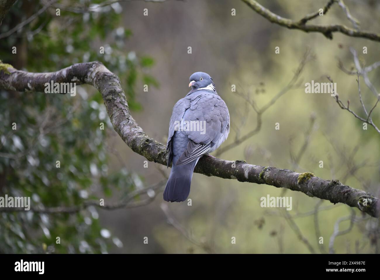 Close-Up Image of a Common Woodpigeon (Columba palumbus) Sitting on a Tree Branch with Back to Camera, and Head Turned Left to Look at Camera, in Wood Stock Photo