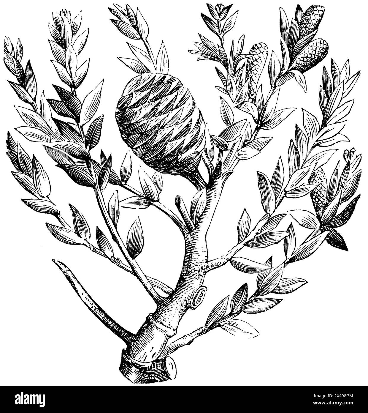 dammar pine, Agathis dammara,  (encyclopedia, 1893), Dammarfichte, Agathis dammara Stock Photo