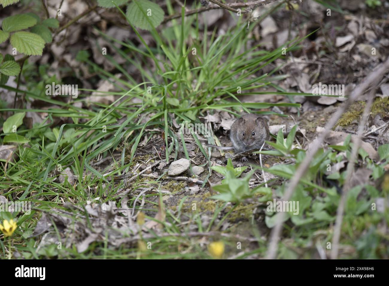 Bank Vole (Myodes glareolus) Facing Camera from Right of Image, on Woodland Floor in Wales, UK in Spring Stock Photo