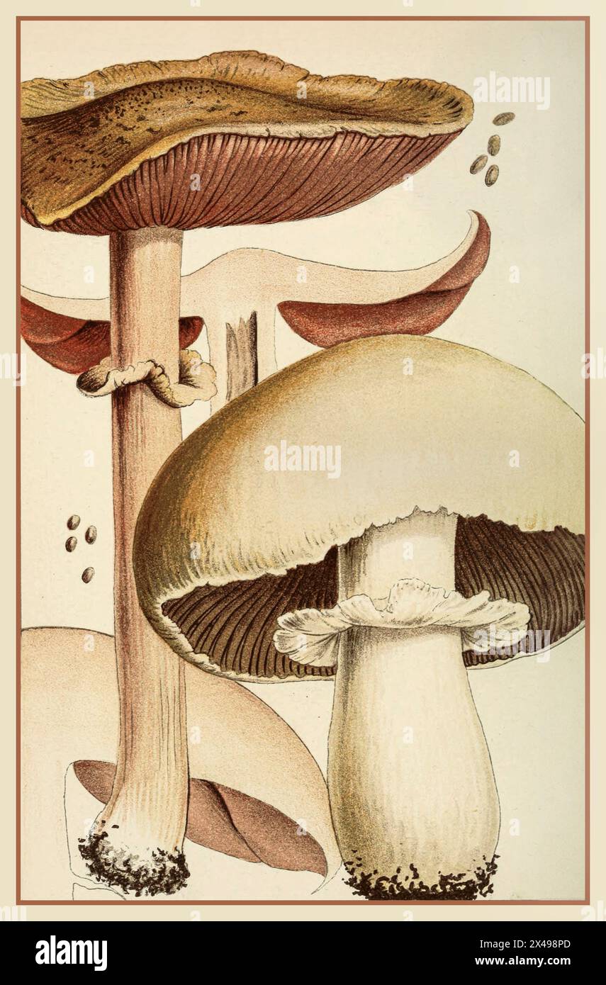 Vintage Fungi edible British mushrooms. Illustration 1900s watercolour ...