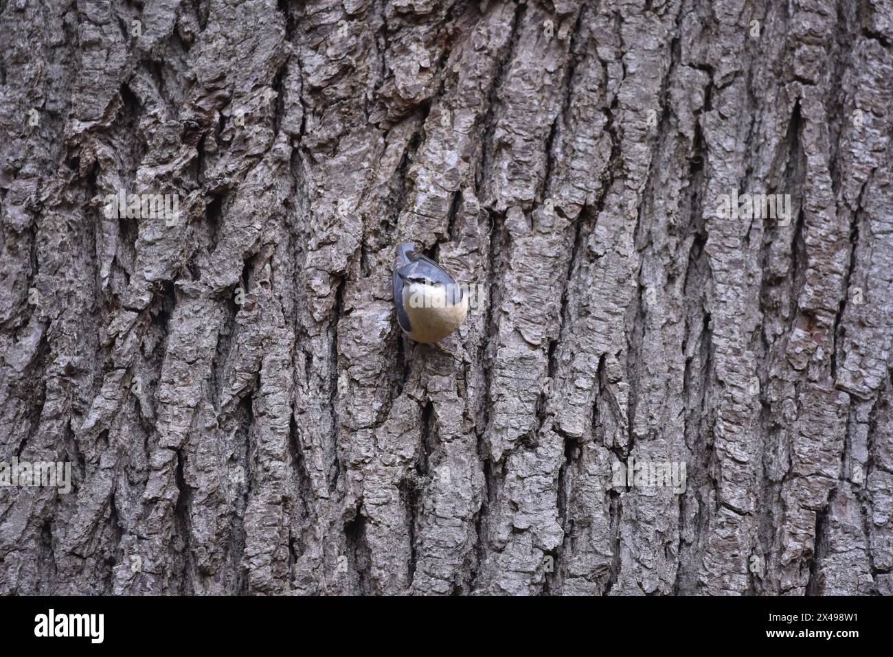 Eurasian Nuthatch (Sitta europaea) Facing Camera with Back Against a Tree Trunk, About to Fly Off, taken in Wales, UK in Spring Stock Photo
