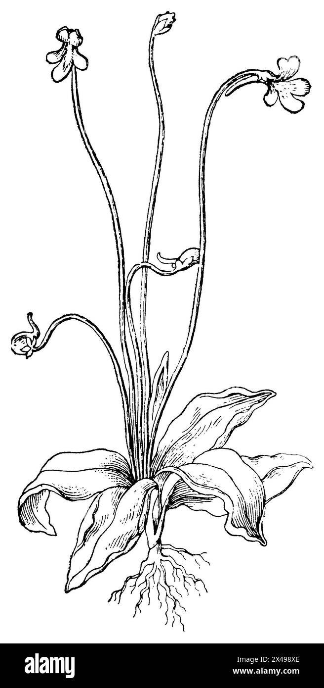 butterwort, Pinguicula vulgaris,  (encyclopedia, 1890), Fettkraut, Grassette commune Stock Photo