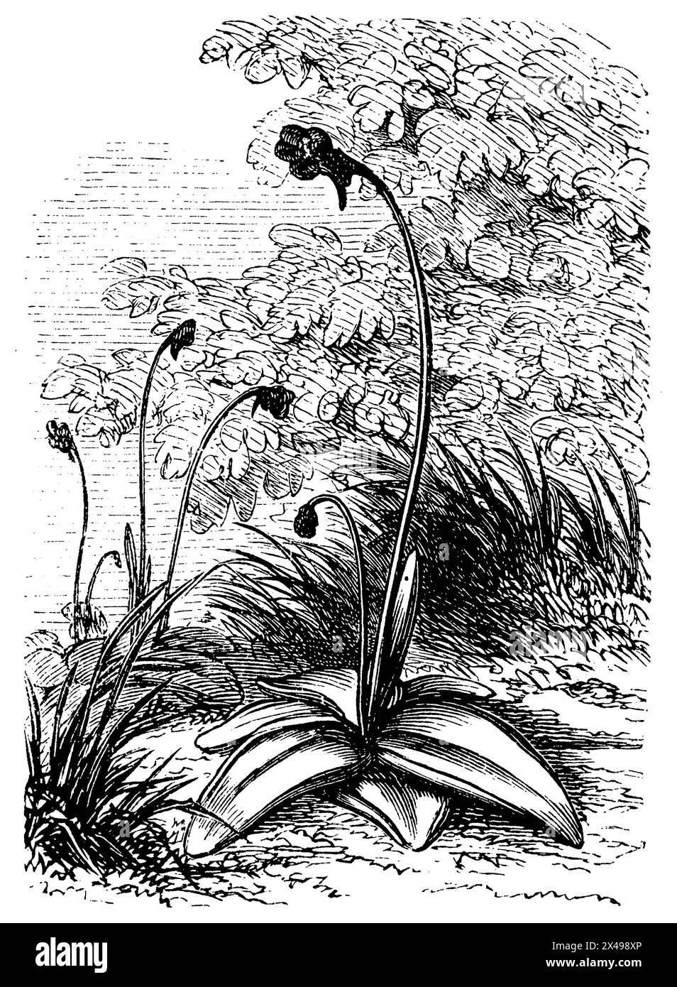 butterwort, Pinguicula vulgaris,  (biology book, 1888), Fettkraut, Grassette commune Stock Photo