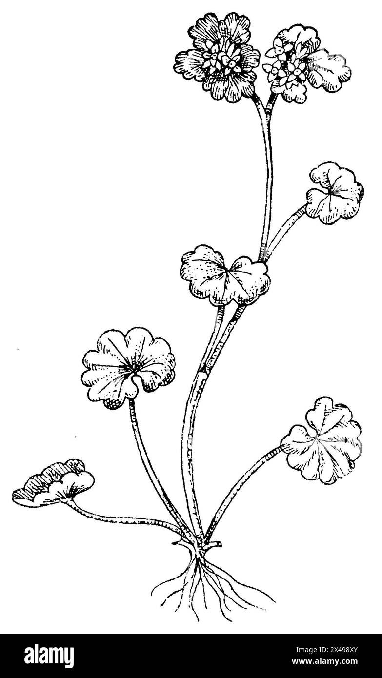 alternate-leaf golden saxifrage, Chrysosplenium alternifolium,  (botany book, 1910), Wechselblättriges Milzkraut, Cresson de rocher Stock Photo