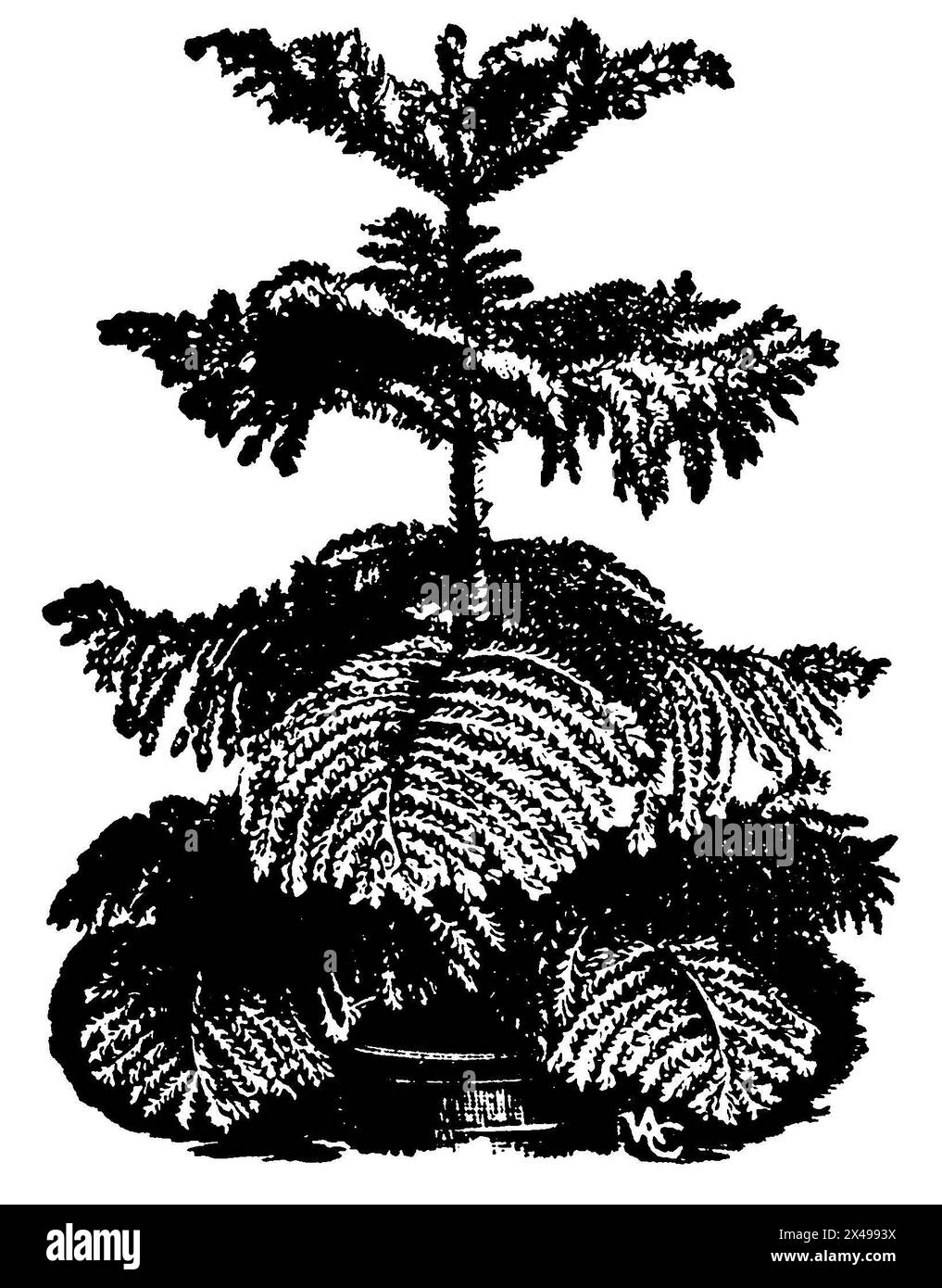 Norfolk pine, Araucaria heterophylla,  (printing pattern book, 1911), Zimmertanne, Pin de norfolk Stock Photo