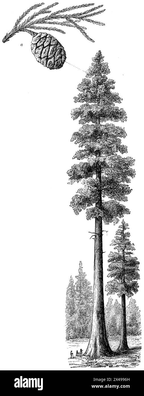 giant redwood, a branch with cones, Sequoiadendron giganteum,  (, ), Riesenmammutbaum, a Zweig mit Zapfen, séquoia géant, a branche avec cône Stock Photo