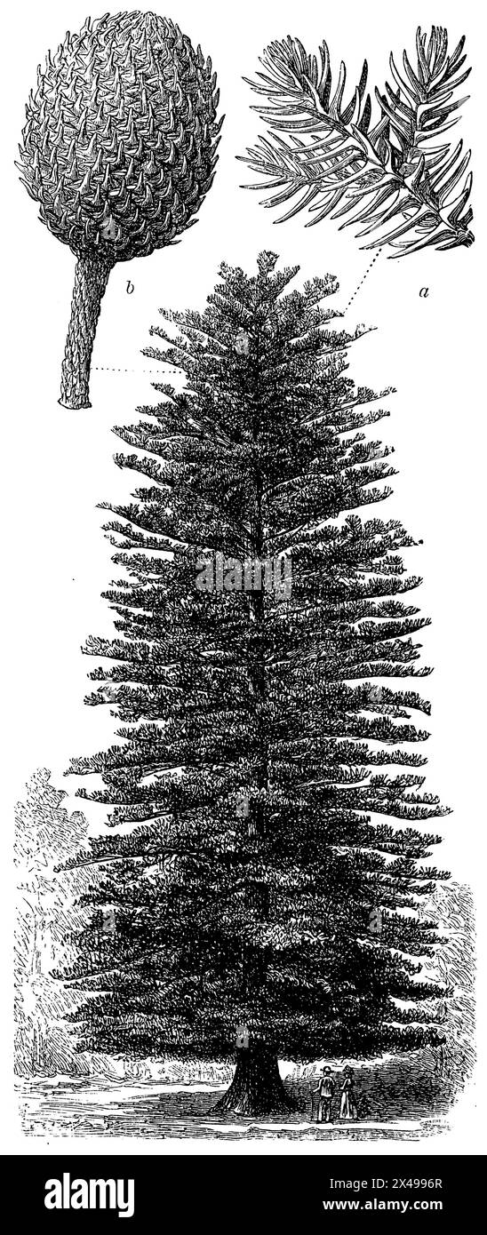 Norfolk pine, a twig, b fruit cone, Araucaria heterophylla,  (, ), Zimmertanne, a Zweig, b Fruchtzapfen, Pin de norfolk, a branche, b cône de fruit Stock Photo