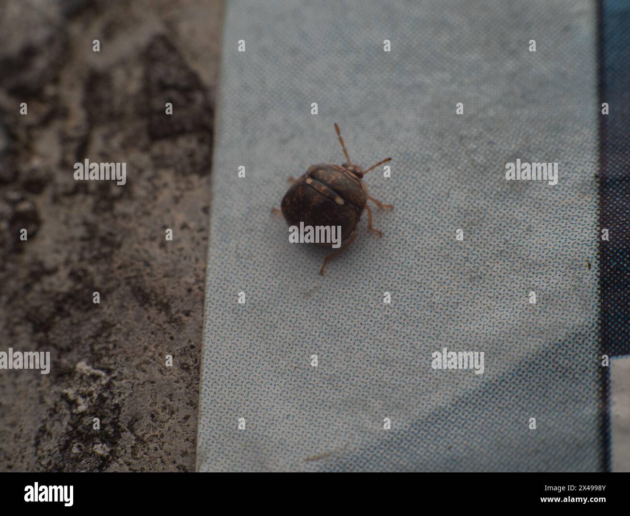 Megacopta cribraria or Globular stinkbug on walking on a wall, a soybean and kudzu pest Stock Photo