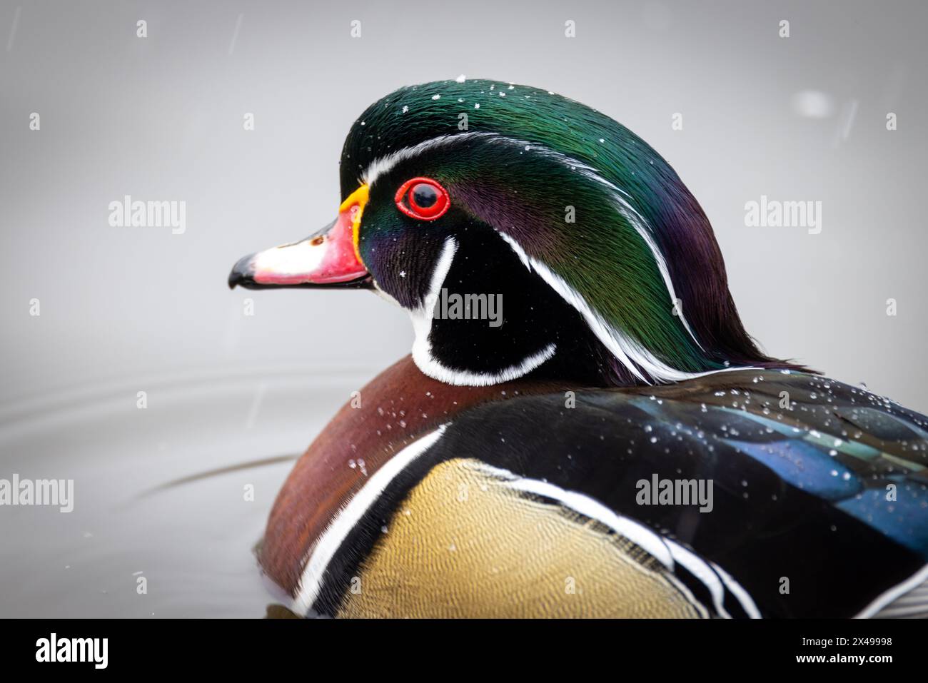A close up of a male wood duck in water Stock Photo