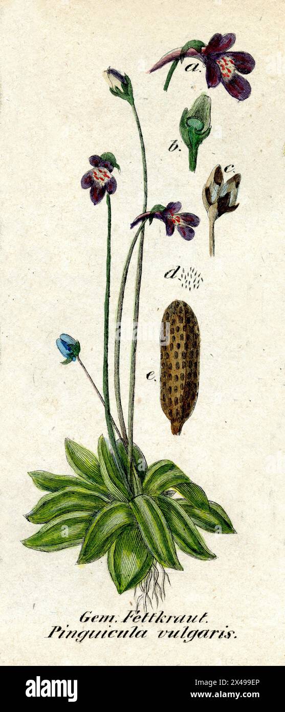 butterwort Pinguicula vulgaris,  (botany book, 1850), Fettkraut Stock Photo