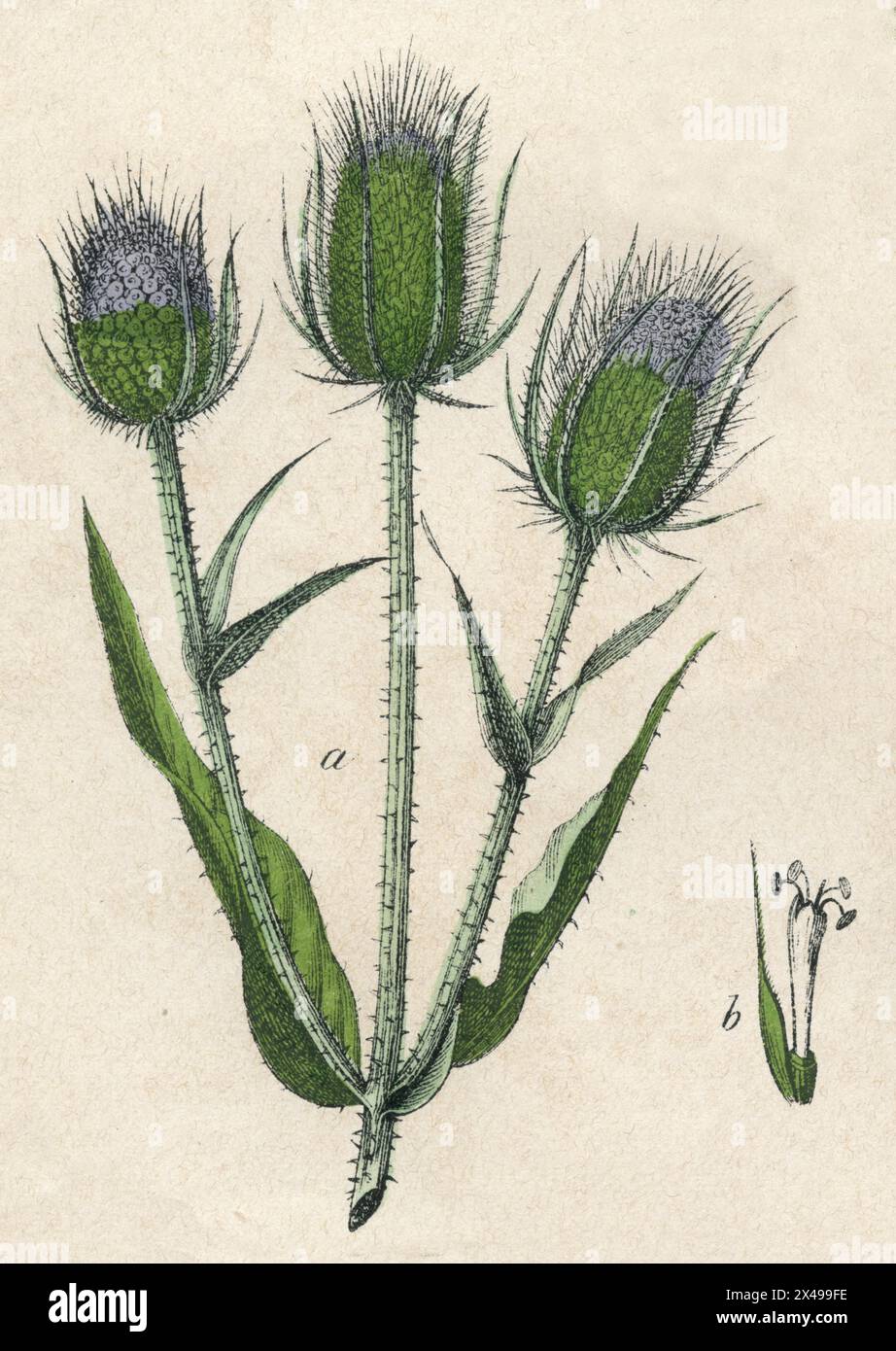 Teasel Dipsacus fullonum,  (botany book, 1879), Wilde Karde Stock Photo