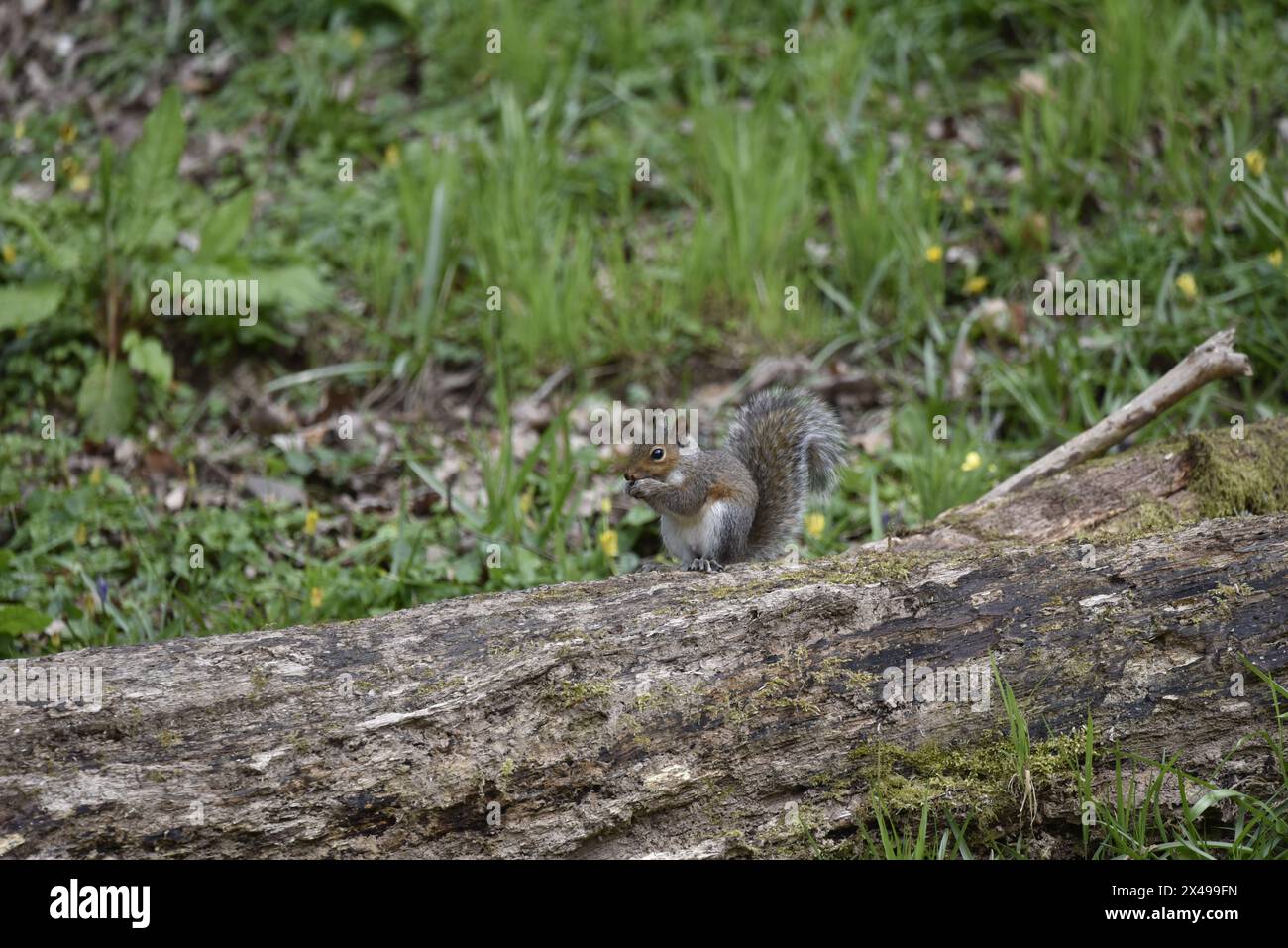 Grey Squirrel (Sciurus carolinensis) Eating an Acorn, Right of Image, On Top of a Horizontal Tree Log on the Ground, against a Woodland Background Stock Photo