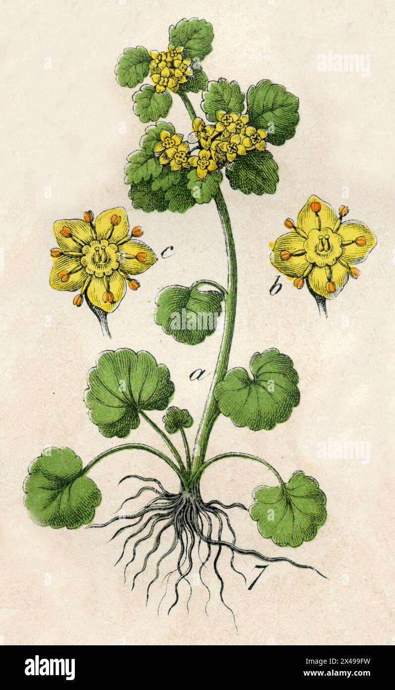 alternate-leaf golden saxifrage Chrysosplenium alternifolium,  (botany book, 1879), Wechselblättriges Milzkraut Stock Photo