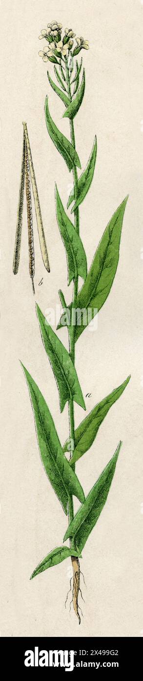 Tower mustard Arabis glabra,  (botany book, 1879), Turmkraut Stock Photo