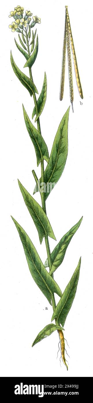 Tower mustard Arabis glabra,  (botany book, 1909), Turmkraut Stock Photo