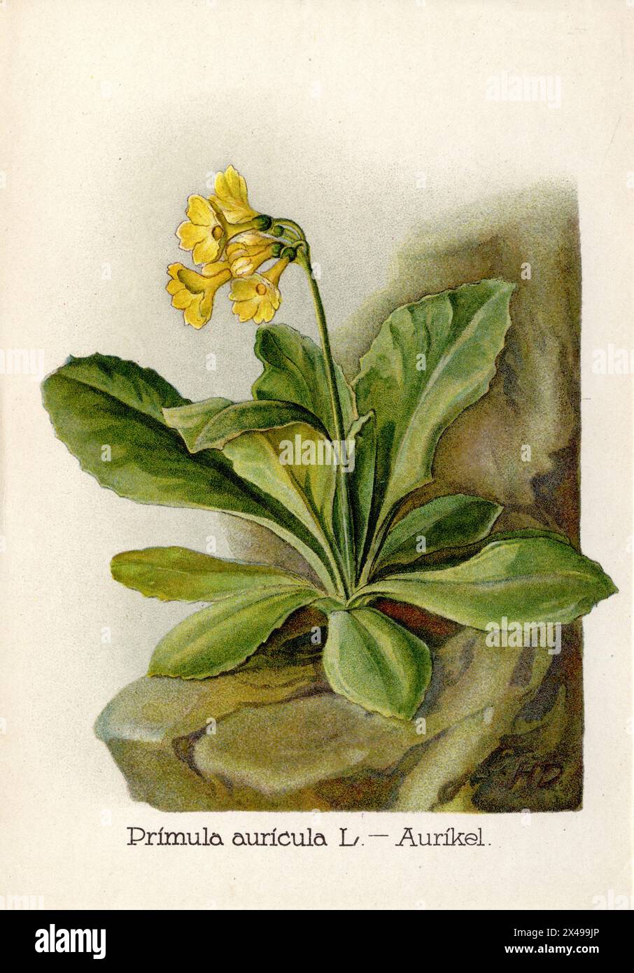 auricula, mountain cowslip or bear's ear Primula auricula,  (botany book, 1922), Aurikel Stock Photo
