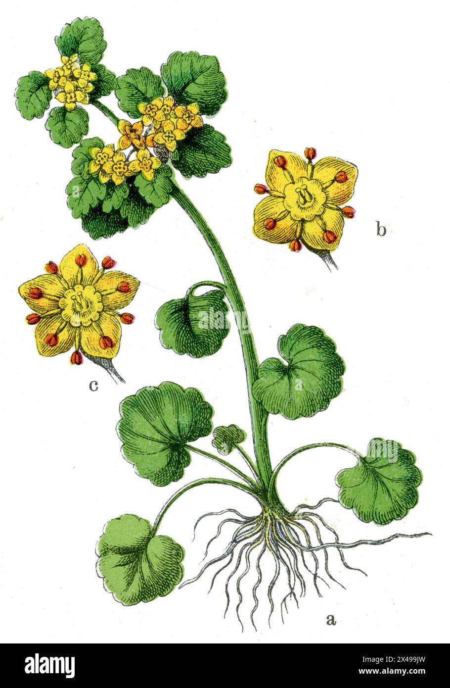 alternate-leaf golden saxifrage Chrysosplenium alternifolium,  (botany book, 1909), Wechselblättriges Milzkraut Stock Photo