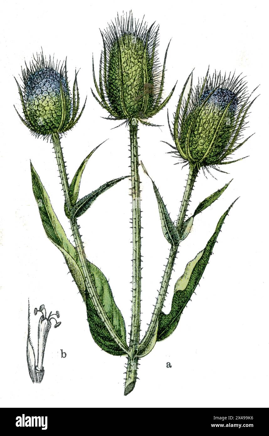 Teasel Dipsacus fullonum,  (botany book, 1909), Wilde Karde Stock Photo