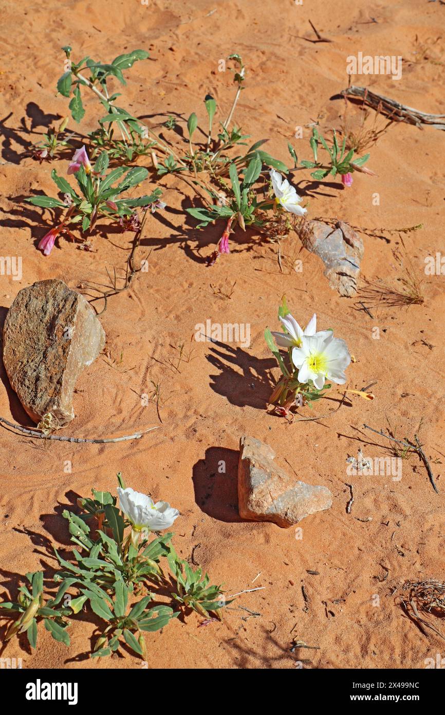Many open flowers of dune (or birdcage or basket) evening primrose (Oenothera deltoides) growing in sand of Valley of Fire State Park near Overton, Ne Stock Photo