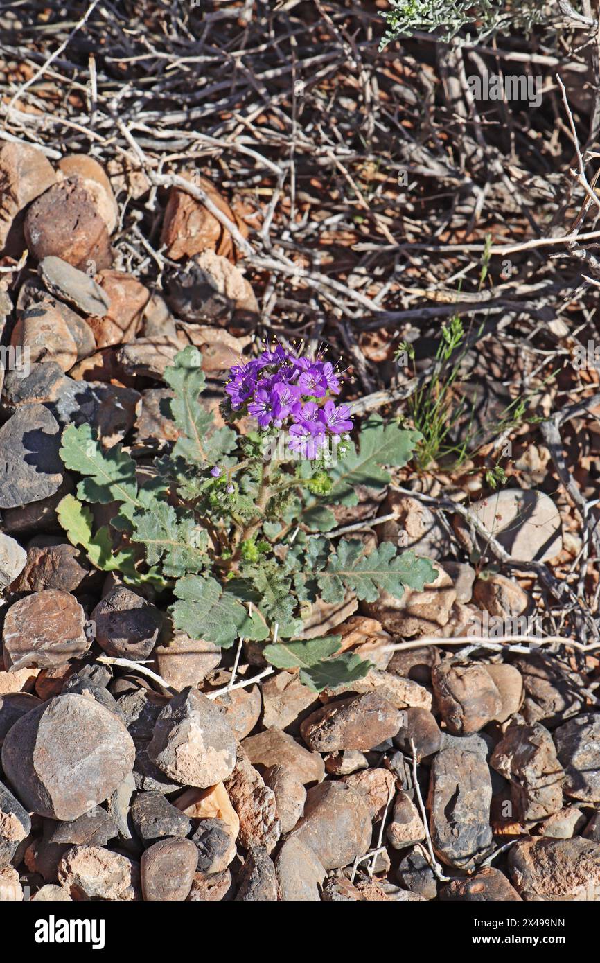 Many open purple flowers of the wildflower notch-leaf scorpion weed (Phacelia crenulata) growing among rocks at Valley of Fire State Park near Overton Stock Photo