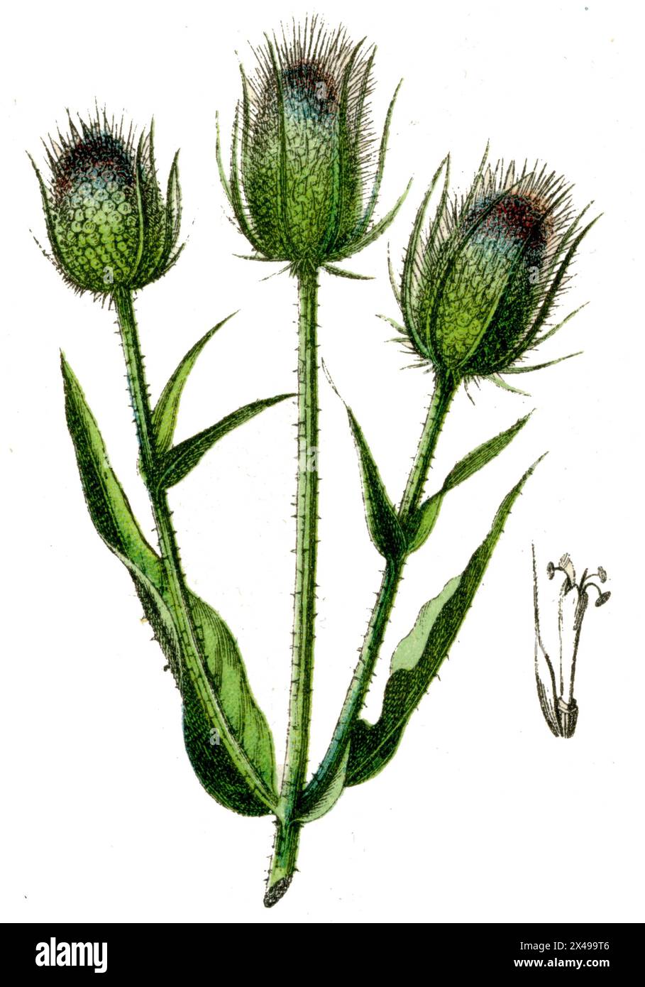 Teasel Dipsacus fullonum,  (botany book, 1900), Wilde Karde Stock Photo