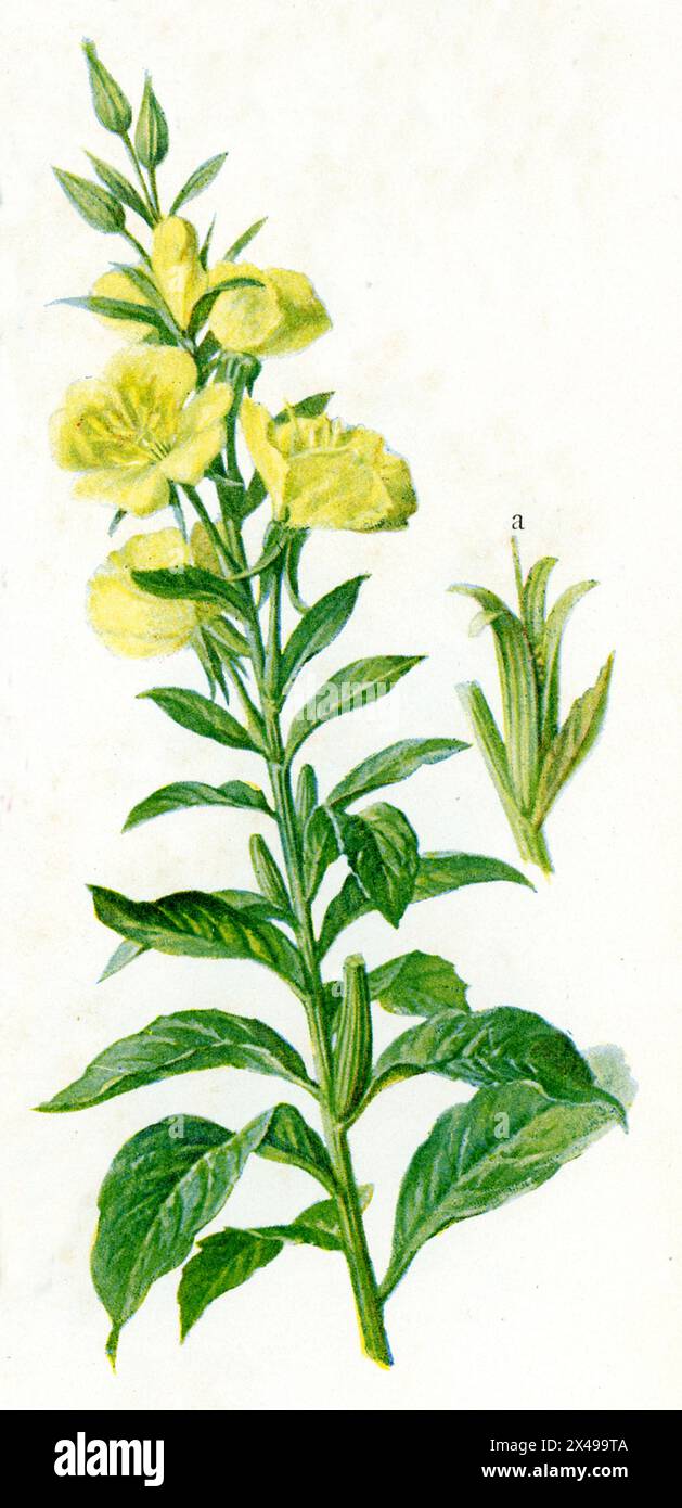 evening-primrose Oenothera biennis,  (, 1901), Gewöhnliche Nachtkerze Stock Photo