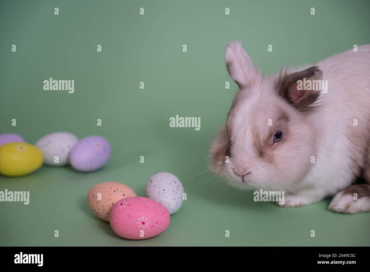 Easter Bunny on a green background with colorful painted eggs Stock ...