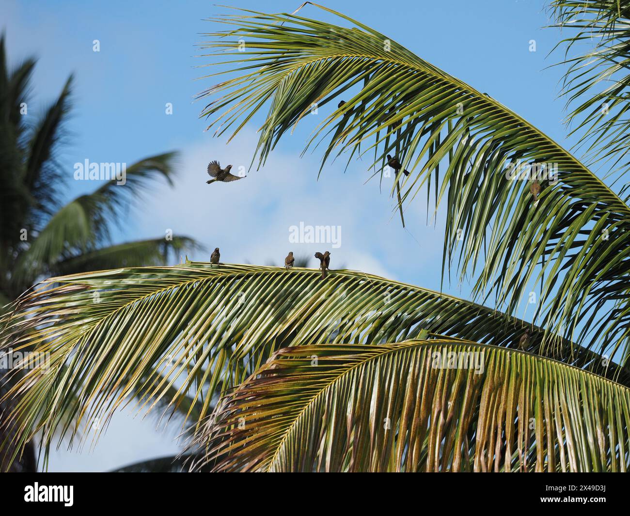 Birds on palm tree in hi-res stock photography and images - Alamy