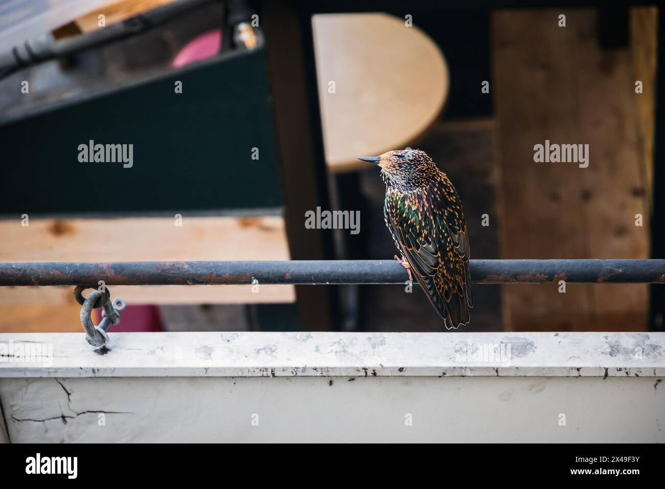 A common starling bird perching on a rail at Camden market in London Stock Photo