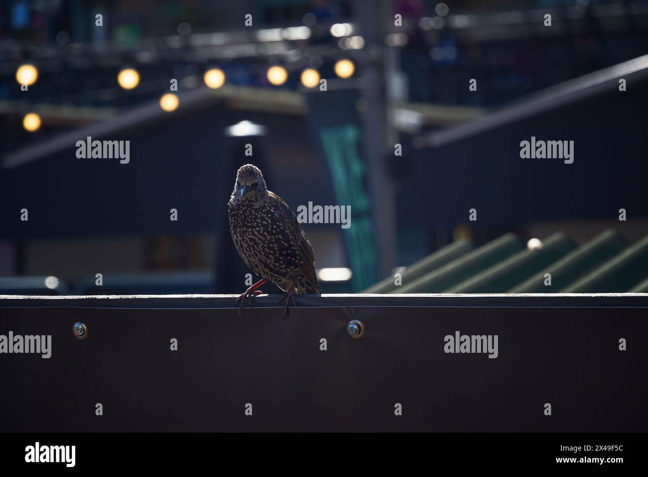 A common starling bird perching on the roof of Camden market in London Stock Photo