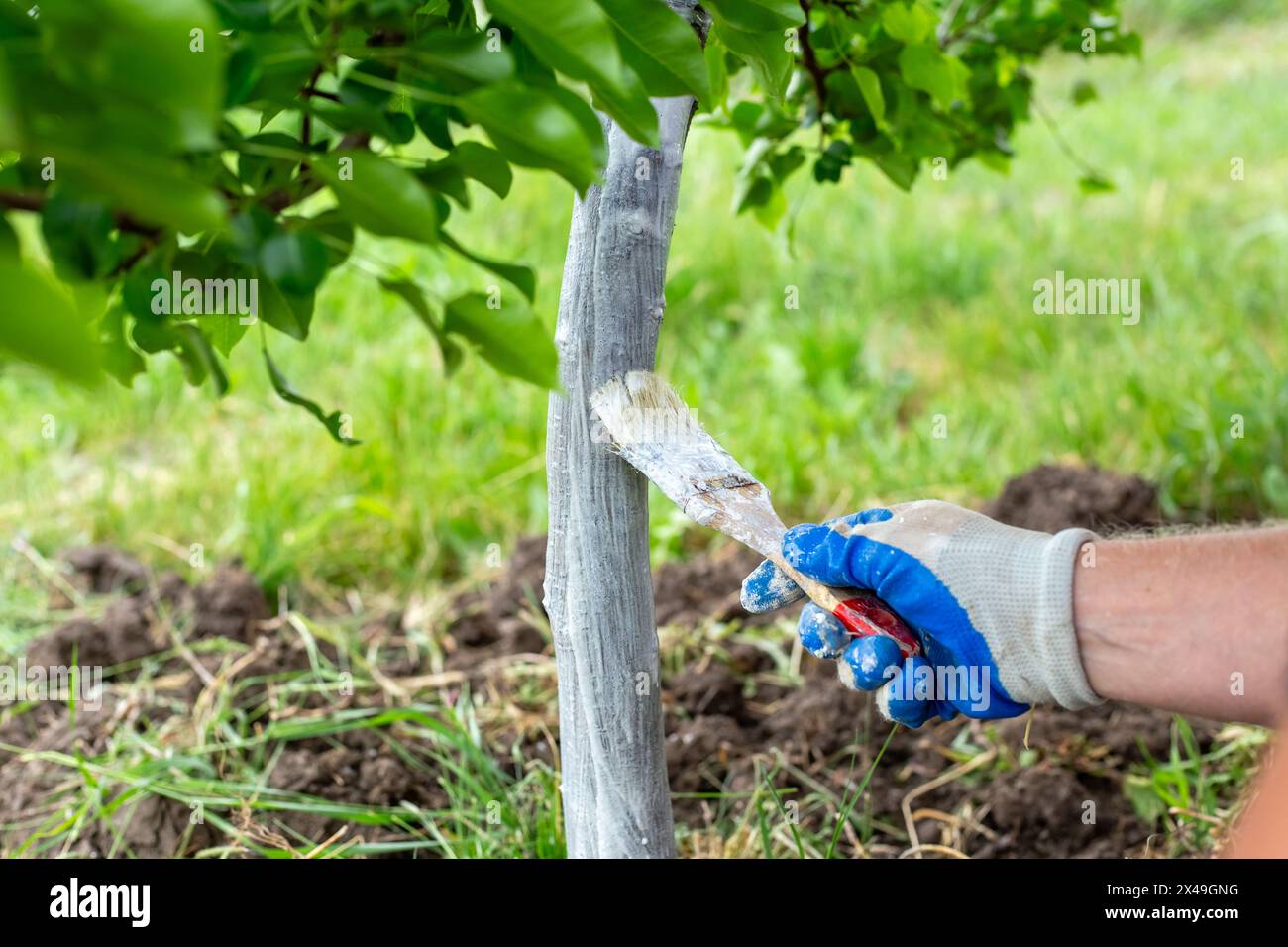 A man whitewashes the trunk of a young fruit tree to protect the bark from pests and sunburn. Stock Photo