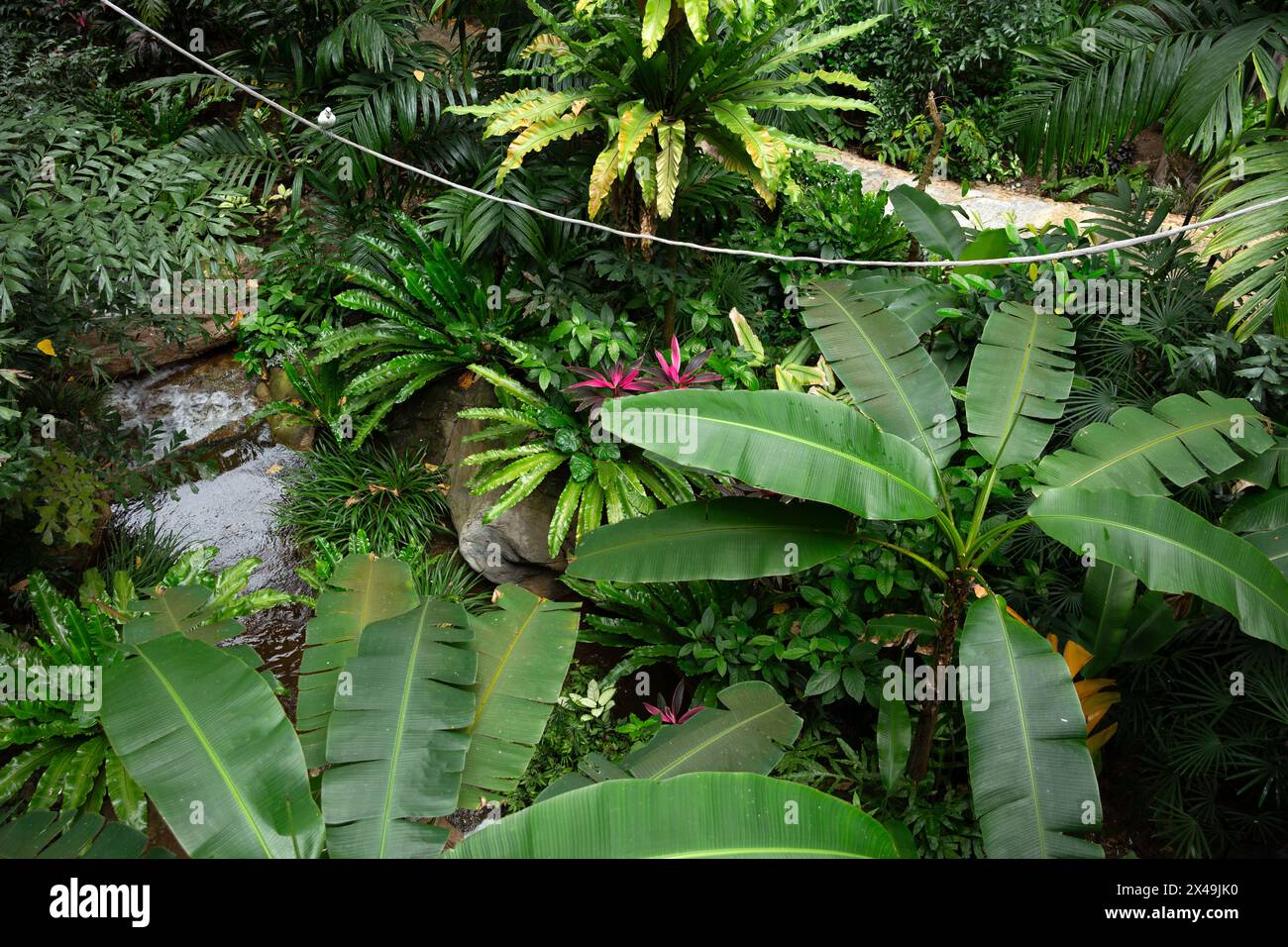 Lush background tropical plants hi-res stock photography and images - Alamy