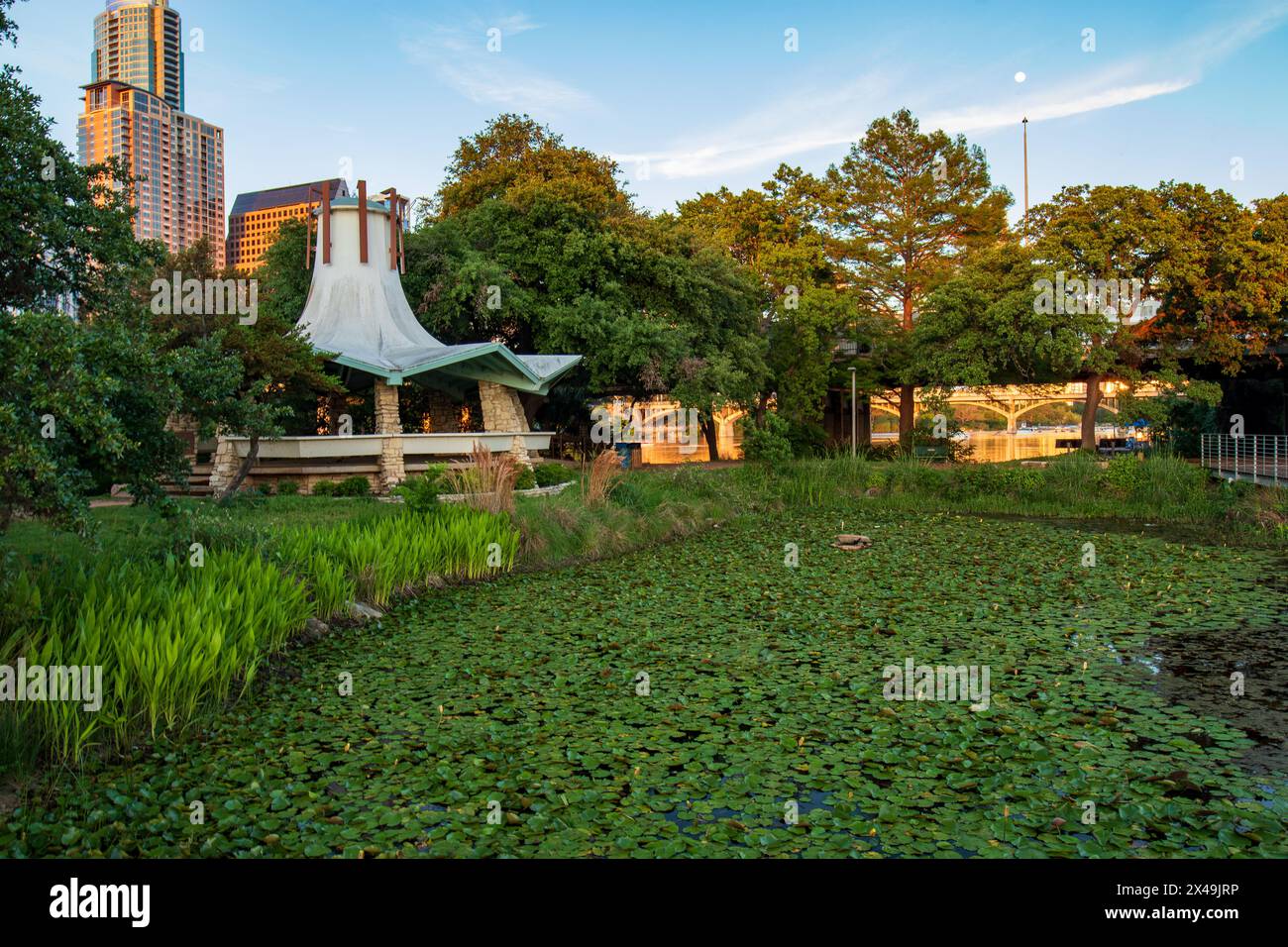 A pond covered with water lilies in an urban park, at Lady Bird Lake