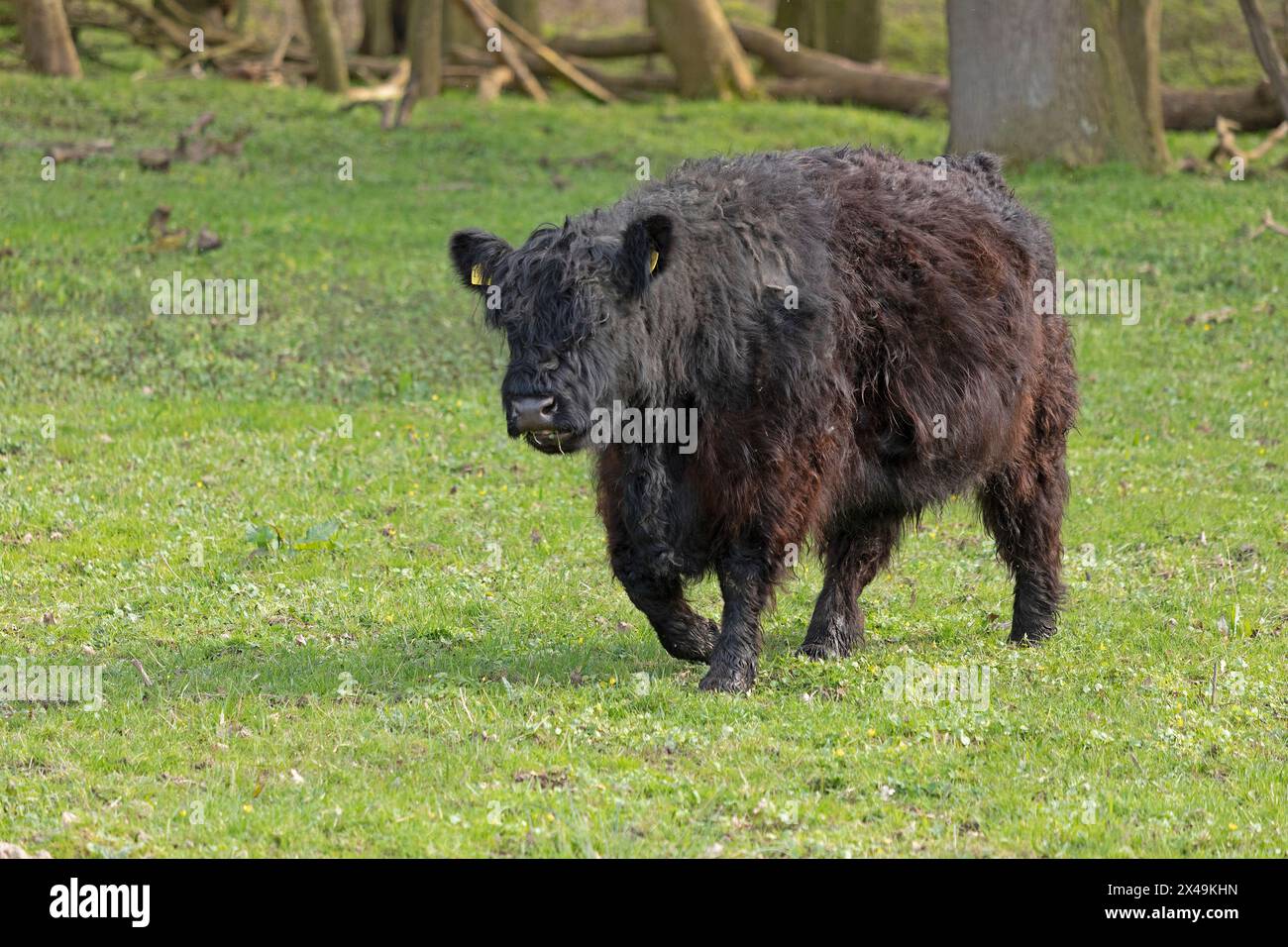 Galloway cattle, Gelting Birk, Goldhöft, Nieby, Schleswig-Holstein, Germany Stock Photo