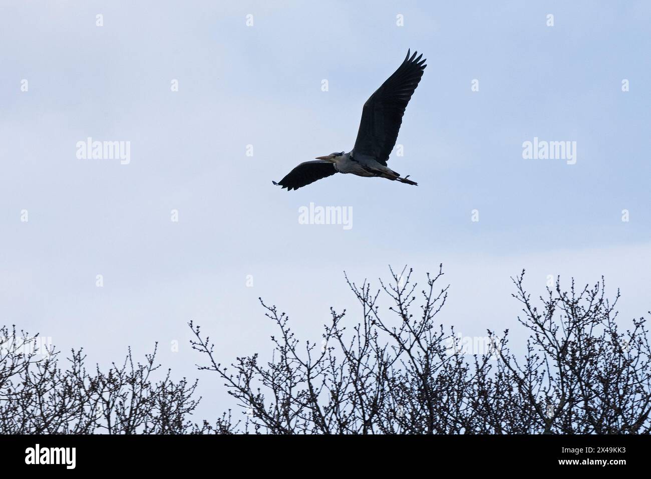 Grey heron (Ardea cinerea) in flight, Gelting Birk, Goldhöft, Nieby, Schleswig-Holstein, Germany Stock Photo
