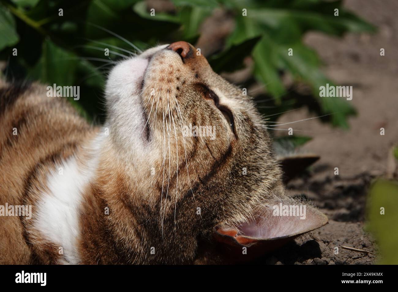 Tabby Sun Bathing in Flower Bed Stock Photo - Alamy