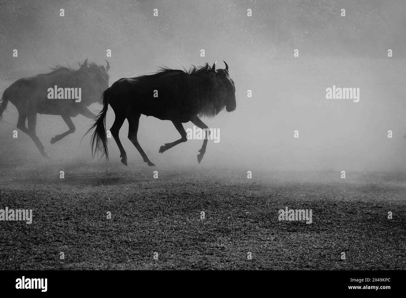 Wildebeest Stampede Through Dust  (Silhouette) Stock Photo