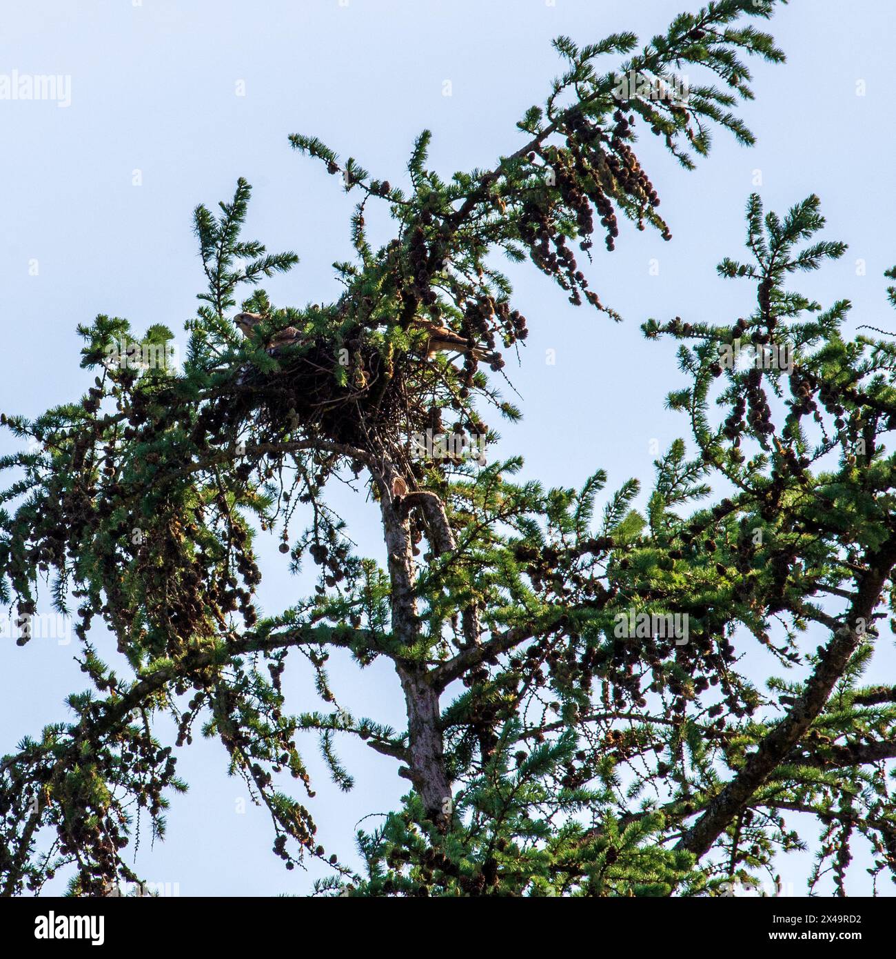 Pair of kestrels inside their nest on top of a tree. Two haks building a nest Stock Photo
