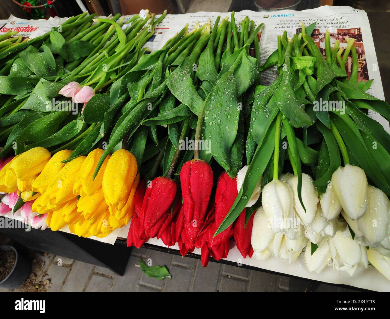 Colorful tulips with raindrops on the counter for sale. Stock Photo